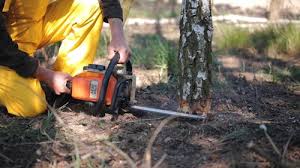 Best Seasonal Cleanup (Spring/Fall)  in Garden Acres, CA