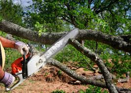 Best Tree Cabling and Bracing  in Garden Acres, CA